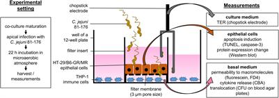 Contribution of Epithelial Apoptosis and Subepithelial Immune Responses in Campylobacter jejuni-Induced Barrier Disruption